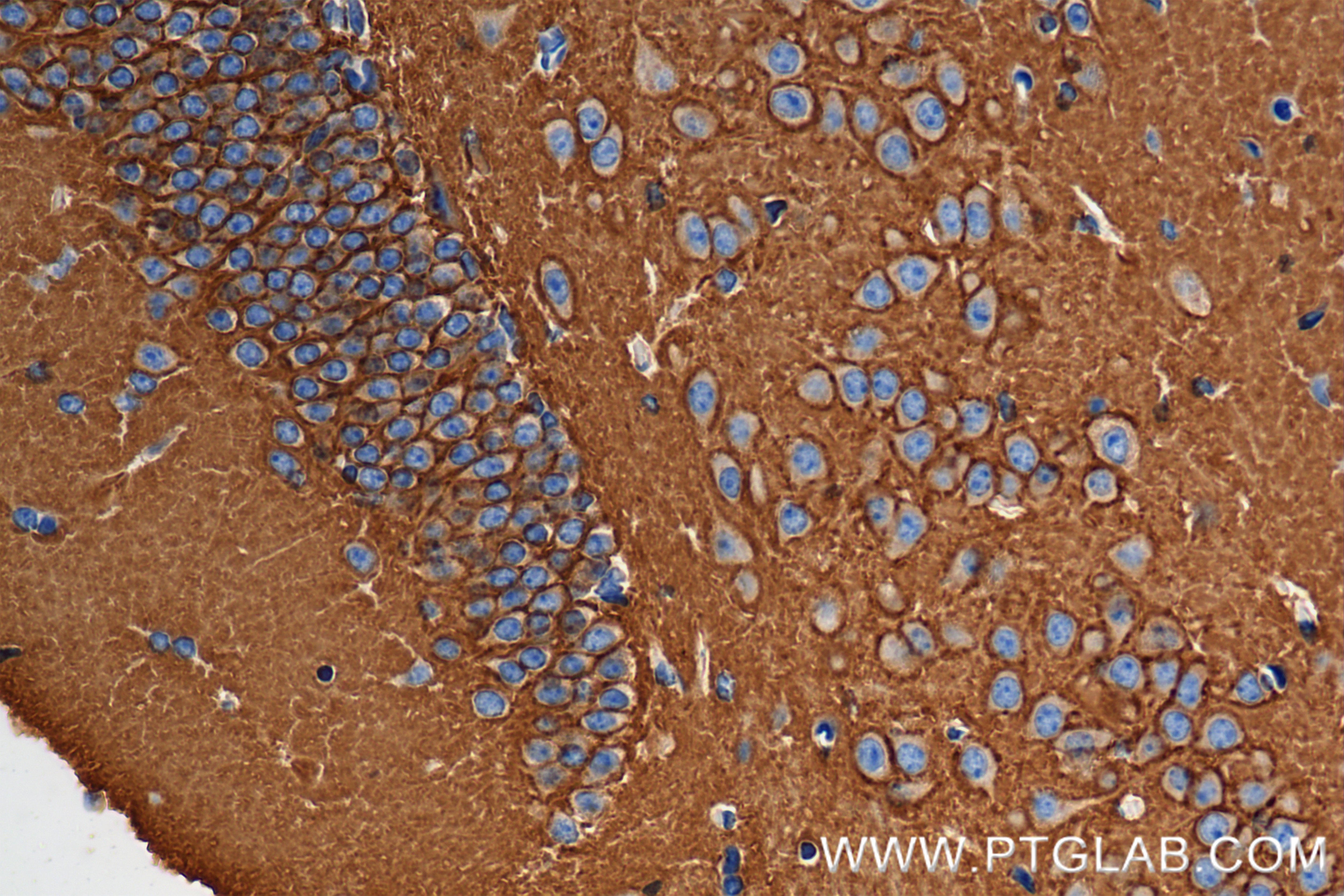 Immunohistochemistry (IHC) staining of mouse brain tissue using ATP1B1 Recombinant antibody (84707-5-RR)