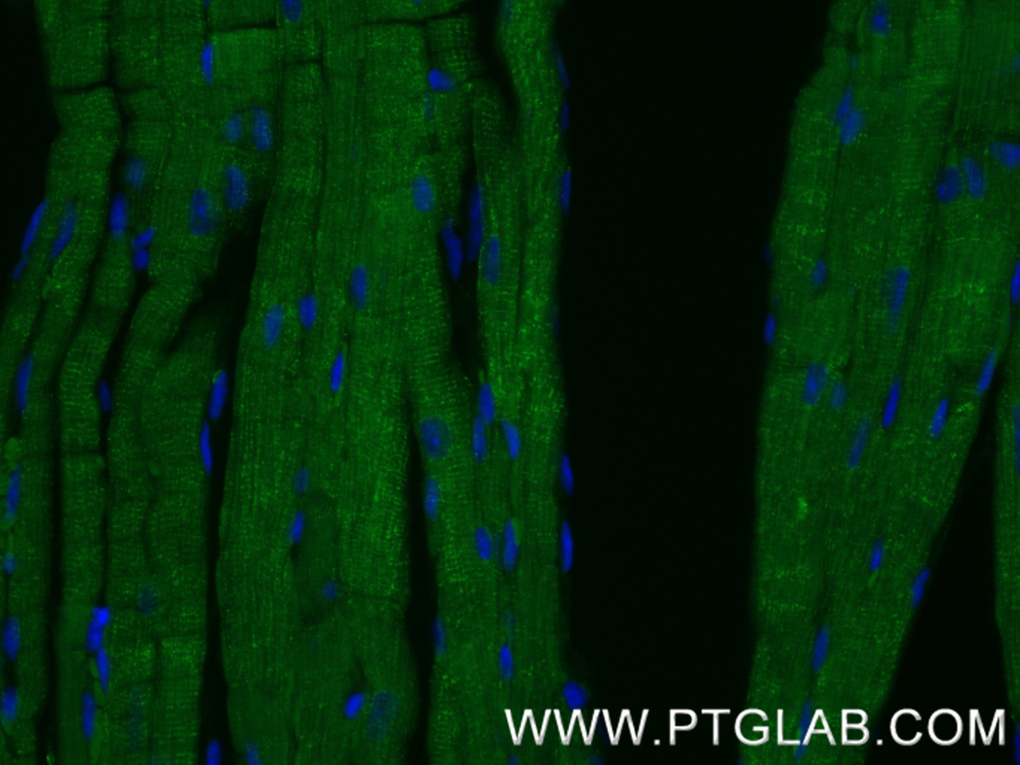 IF Staining of mouse heart using 85916-1-RR (same clone as 85916-1-PBS) Immunofluorescence (IF) / fluorescent staining of mouse heart tissue using ATP1B1 Recombinant monoclonal antibody (85916-1-RR)