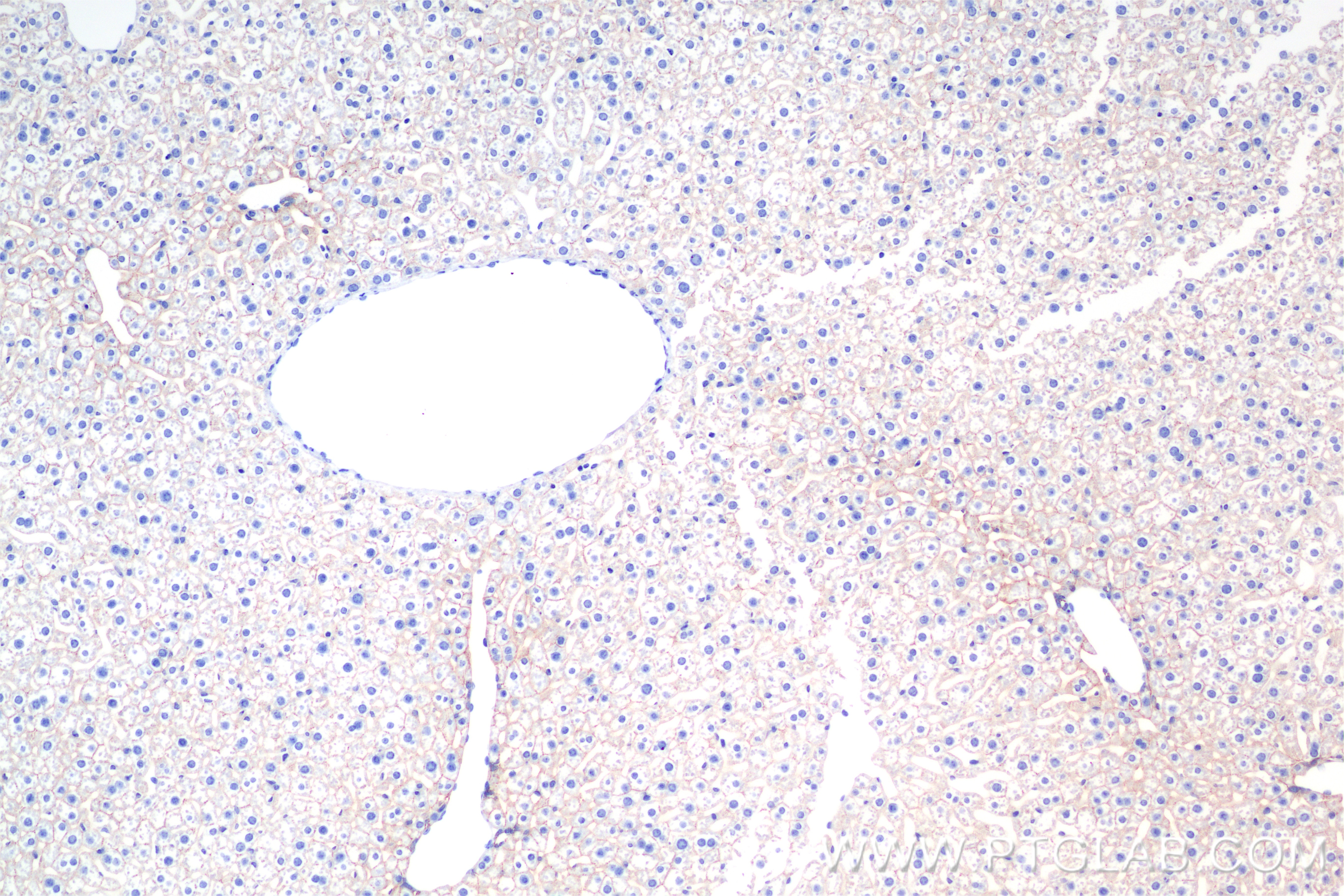 Immunohistochemistry (IHC) staining of mouse liver tissue using ATP1B1 Recombinant antibody (85916-1-RR)