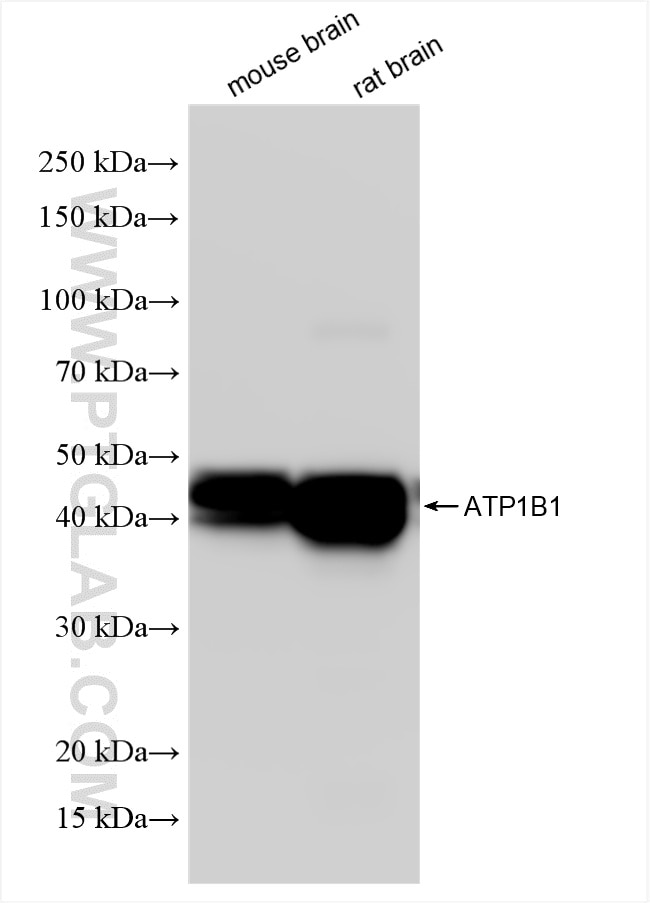 Western Blot (WB) analysis of various lysates using ATP1B1 Recombinant antibody (85916-1-RR)