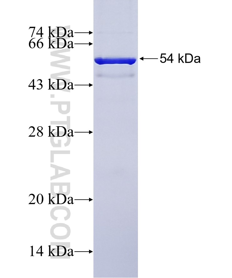 ATP1B1 fusion protein Ag7279 SDS-PAGE