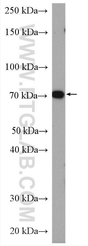 Western Blot (WB) analysis of C2C12 cells using ATP1B2 Polyclonal antibody (22338-1-AP)