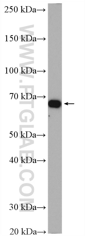 Western Blot (WB) analysis of C6 cells using ATP1B2 Polyclonal antibody (22338-1-AP)