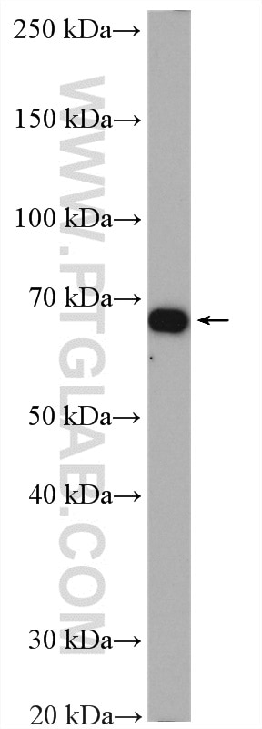 WB analysis of C6 using 22338-1-AP