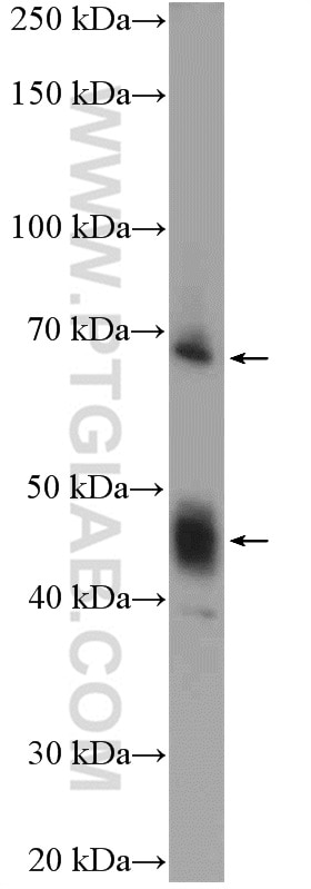 Western Blot (WB) analysis of mouse skeletal muscle tissue using ATP1B2 Polyclonal antibody (22338-1-AP)