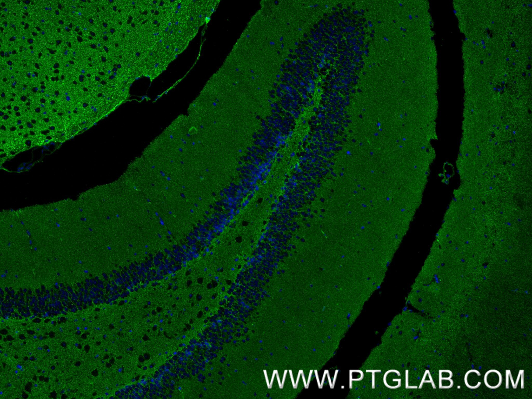 IF Staining of mouse brain using 88109-1-RR (same clone as 88109-1-PBS) Immunofluorescence (IF) / fluorescent staining of mouse brain tissue using ATP1B2 Recombinant monoclonal antibody (88109-1-RR)