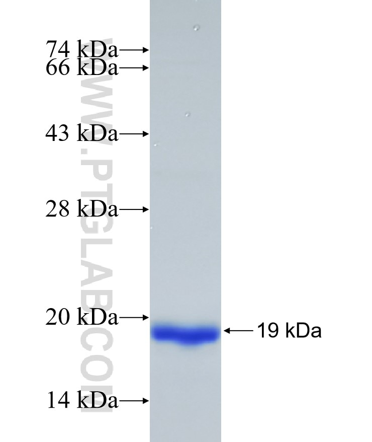 ATP1B2 fusion protein Ag18023 SDS-PAGE