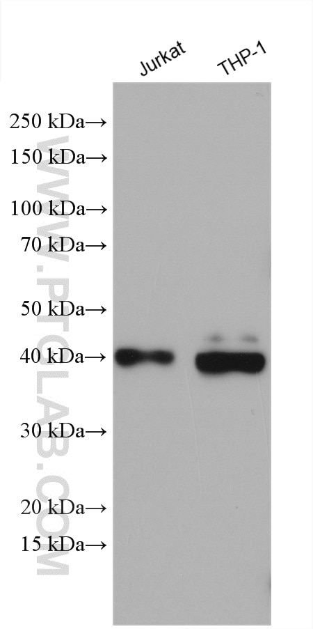 Western Blot (WB) analysis of various lysates using ATP1B3 Polyclonal antibody (11142-1-AP)