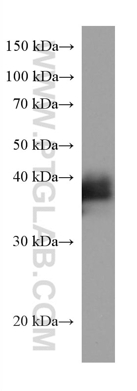 Western Blot (WB) analysis of HeLa cells using ATP1B3 Monoclonal antibody (67554-1-Ig)