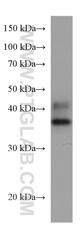 Western Blot (WB) analysis of HepG2 cells using ATP1B3 Monoclonal antibody (67554-1-Ig)