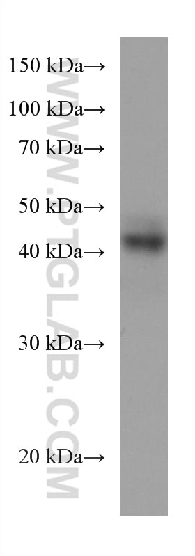 Western Blot (WB) analysis of Jurkat cells using ATP1B3 Monoclonal antibody (67554-1-Ig)