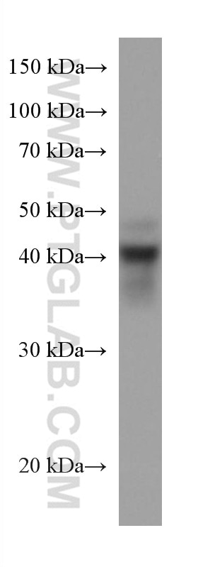 Western Blot (WB) analysis of THP-1 cells using ATP1B3 Monoclonal antibody (67554-1-Ig)