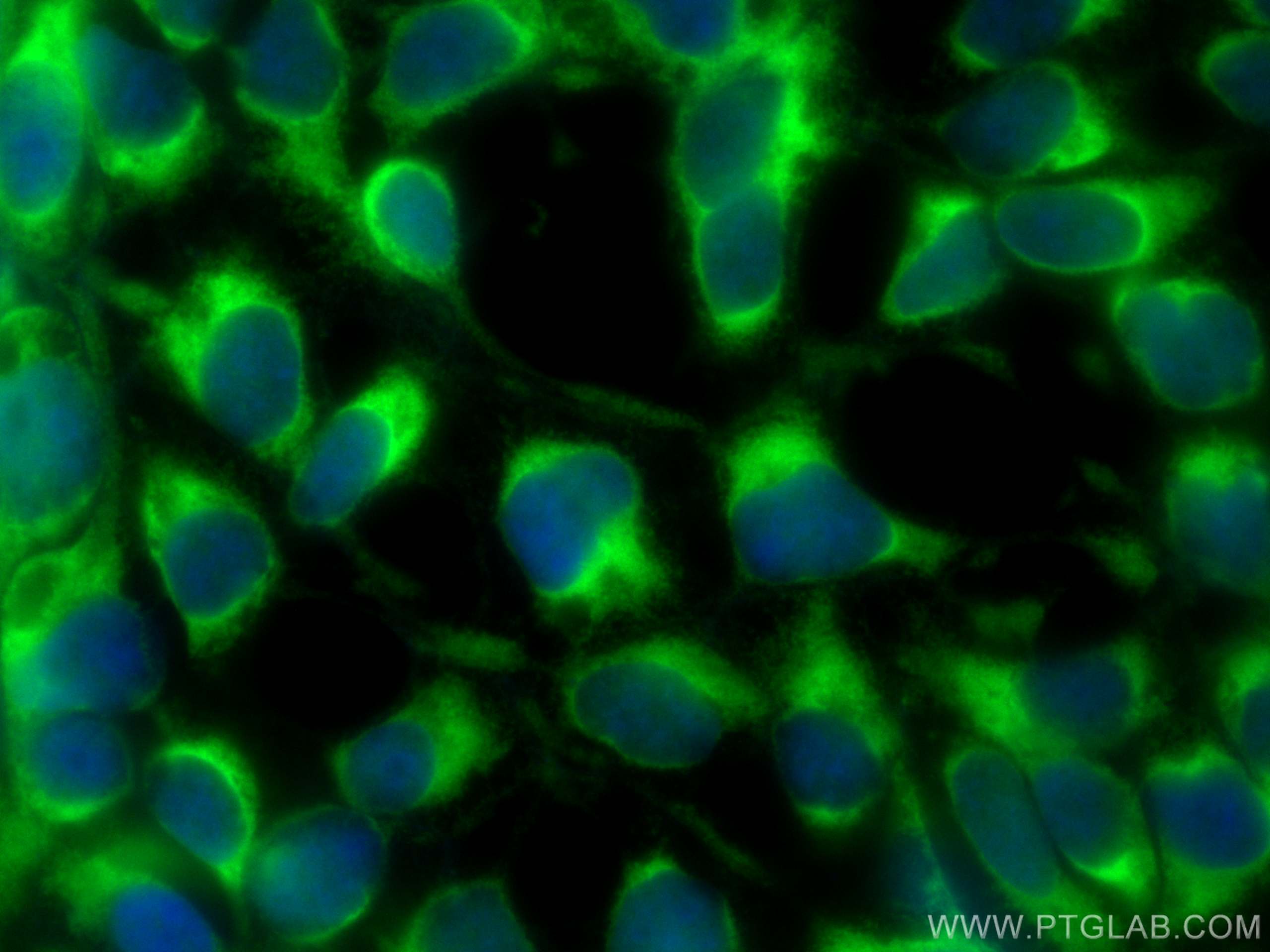 Immunofluorescence (IF) / fluorescent staining of HEK-293 cells using CoraLite® Plus 488-conjugated ATP1B3 Monoclonal an (CL488-67554)