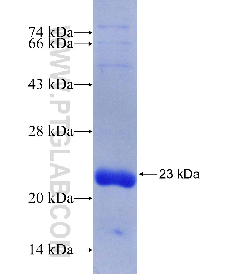 ATP1B3 fusion protein Ag30127 SDS-PAGE