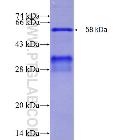 ATP1B3 fusion protein Ag1589 SDS-PAGE