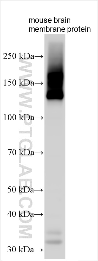 Western Blot (WB) analysis of various lysates using ATP2B1 Polyclonal antibody (30035-1-AP)