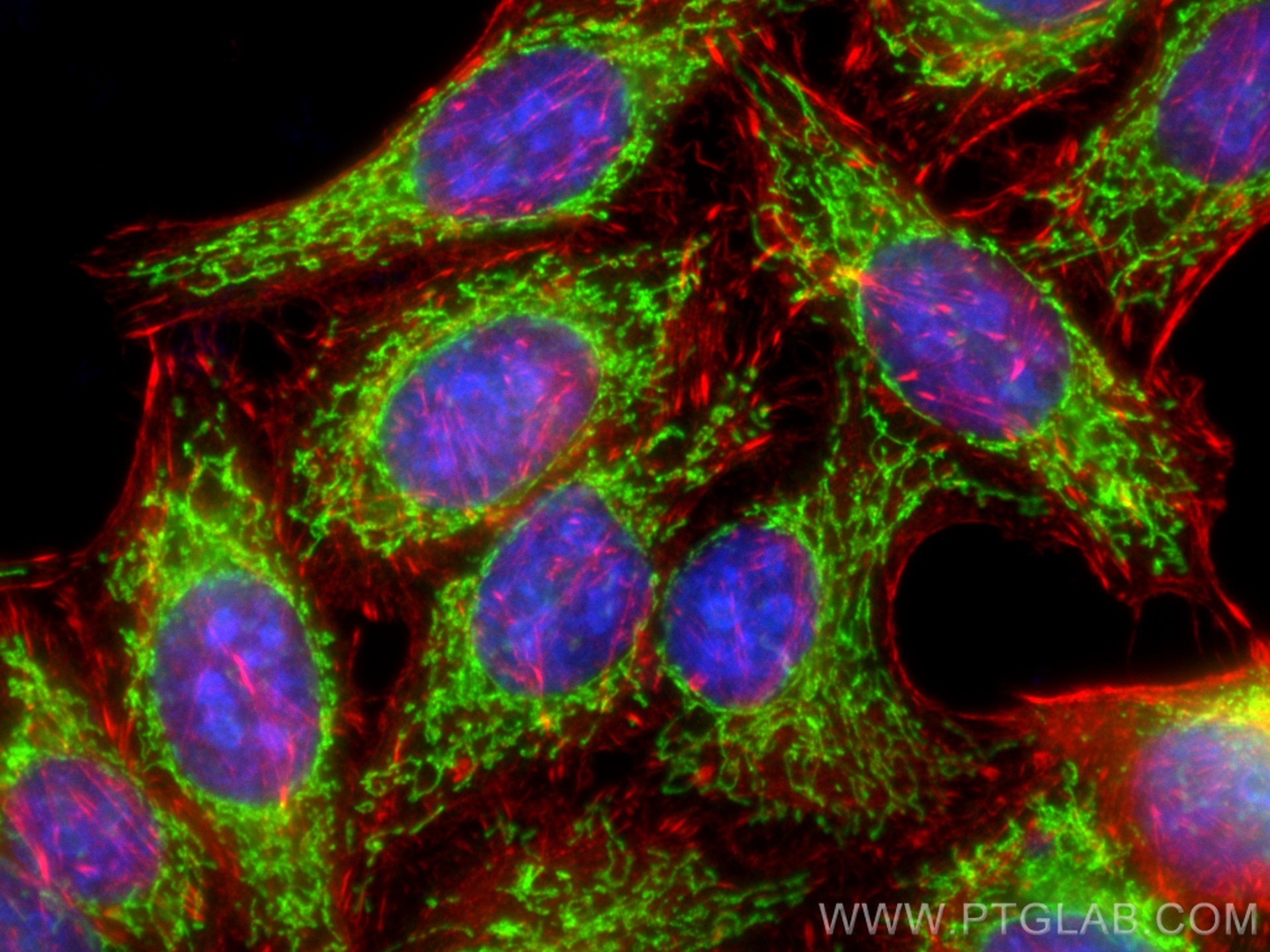 Immunofluorescence (IF) / fluorescent staining of HepG2 cells using ATP5A1 Polyclonal antibody (14676-1-AP)