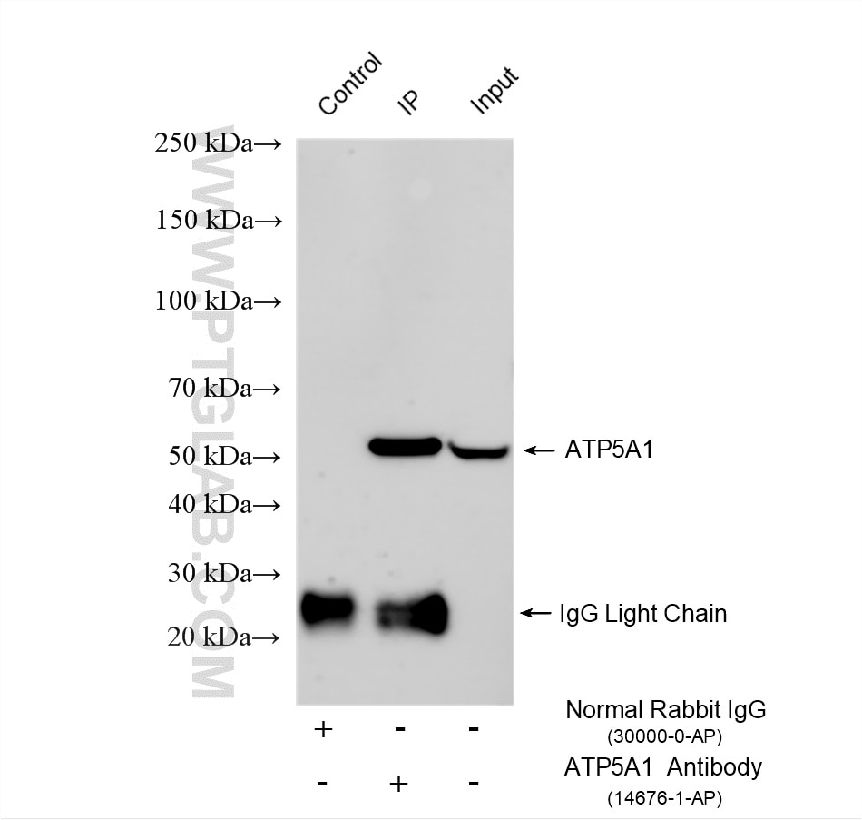 Immunoprecipitation (IP) experiment of HeLa cells using ATP5A1 Polyclonal antibody (14676-1-AP)
