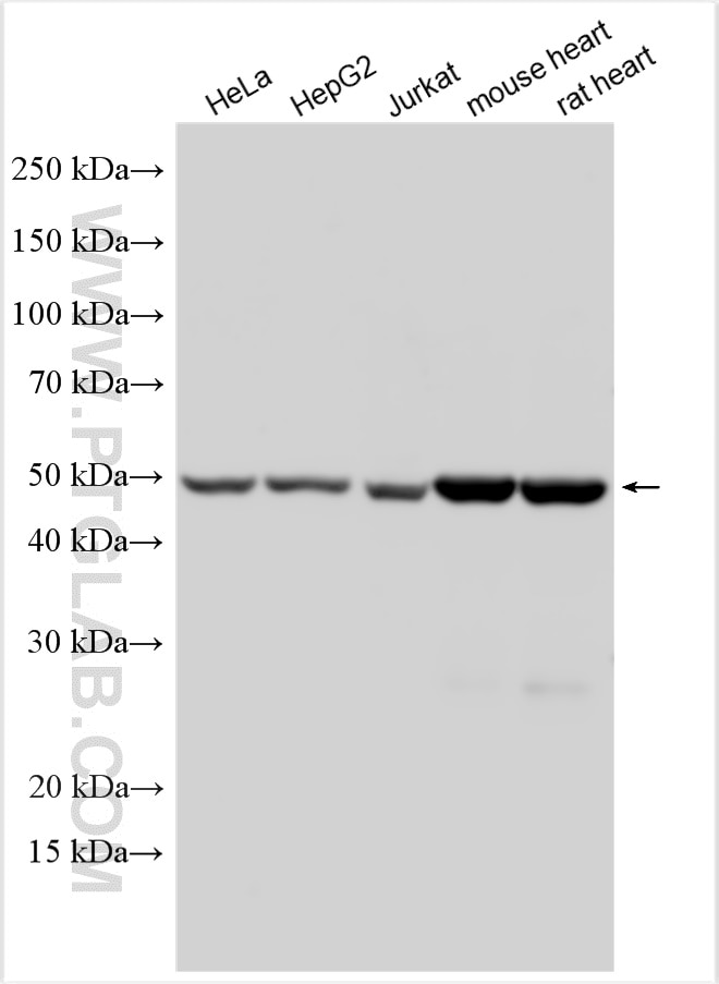 Western Blot (WB) analysis of various lysates using ATP5A1 Polyclonal antibody (14676-1-AP)