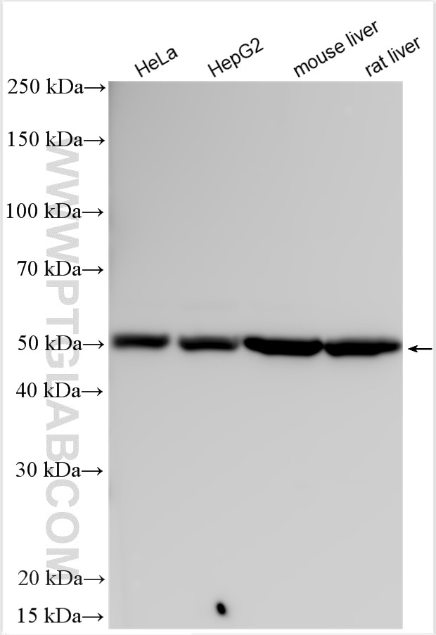 Western Blot (WB) analysis of various lysates using ATP5A1 Polyclonal antibody (14676-1-AP)