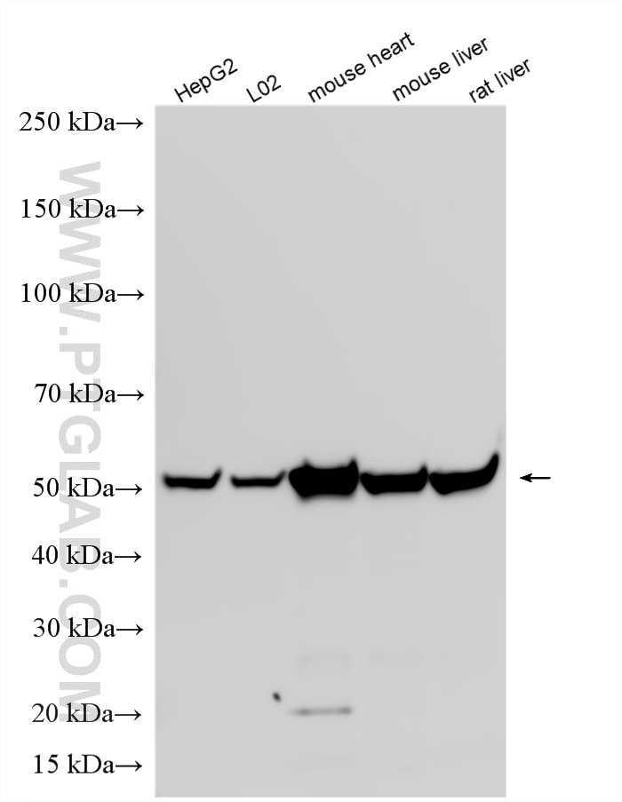 WB analysis using 14676-1-AP Western Blot (WB) analysis of various lysates using ATP5A1 Polyclonal antibody (14676-1-AP)