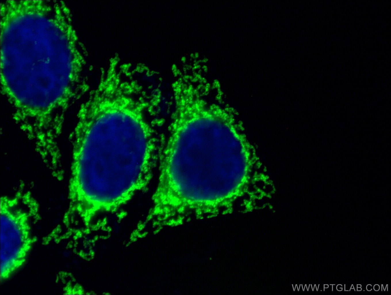 Immunofluorescence (IF) / fluorescent staining of HeLa cells using ATP5A1 Monoclonal antibody (66037-1-Ig)