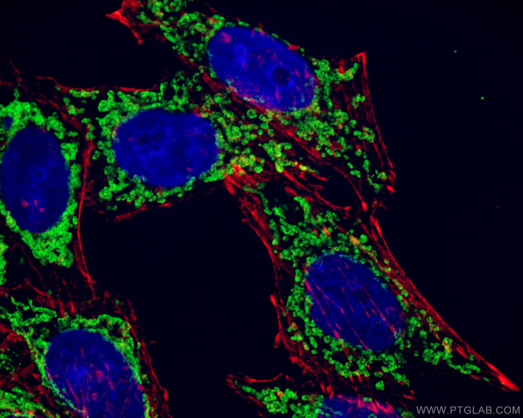 Immunofluorescence (IF) / fluorescent staining of HepG2 cells using ATP5A1 Monoclonal antibody (66037-1-Ig)