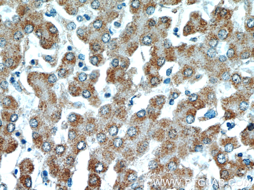 Immunohistochemistry (IHC) staining of human liver tissue using ATP5A1 Monoclonal antibody (66037-1-Ig)