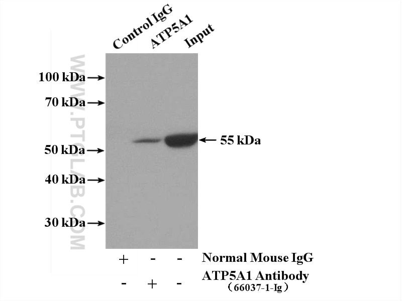 Immunoprecipitation (IP) experiment of mouse heart tissue using ATP5A1 Monoclonal antibody (66037-1-Ig)