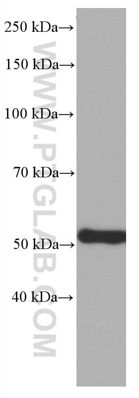 Western Blot (WB) analysis of HeLa cells using ATP5A1 Monoclonal antibody (66037-1-Ig)