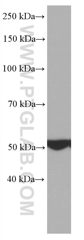 Western Blot (WB) analysis of HEK-293 cells using ATP5A1 Monoclonal antibody (66037-1-Ig)