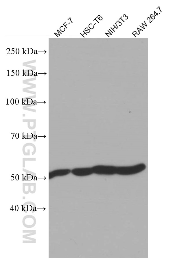 Western Blot (WB) analysis of various lysates using ATP5A1 Monoclonal antibody (66037-1-Ig)