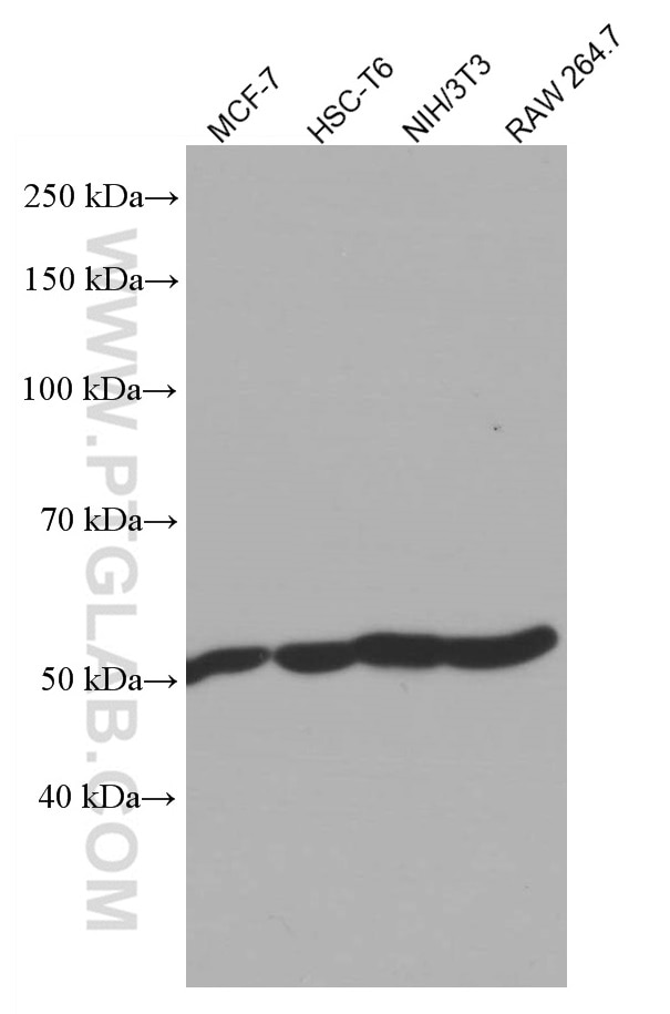 WB analysis using 66037-1-Ig