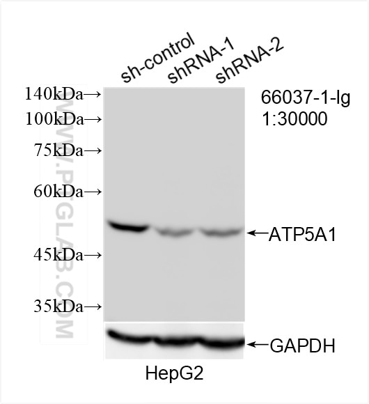 Western Blot (WB) analysis of HepG2 cells using ATP5A1 Monoclonal antibody (66037-1-Ig)