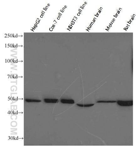 Western Blot (WB) analysis of HepG2 cells using ATP5A1 Monoclonal antibody (66037-1-Ig)
