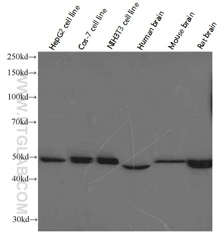 WB analysis of HepG2 using 66037-1-Ig