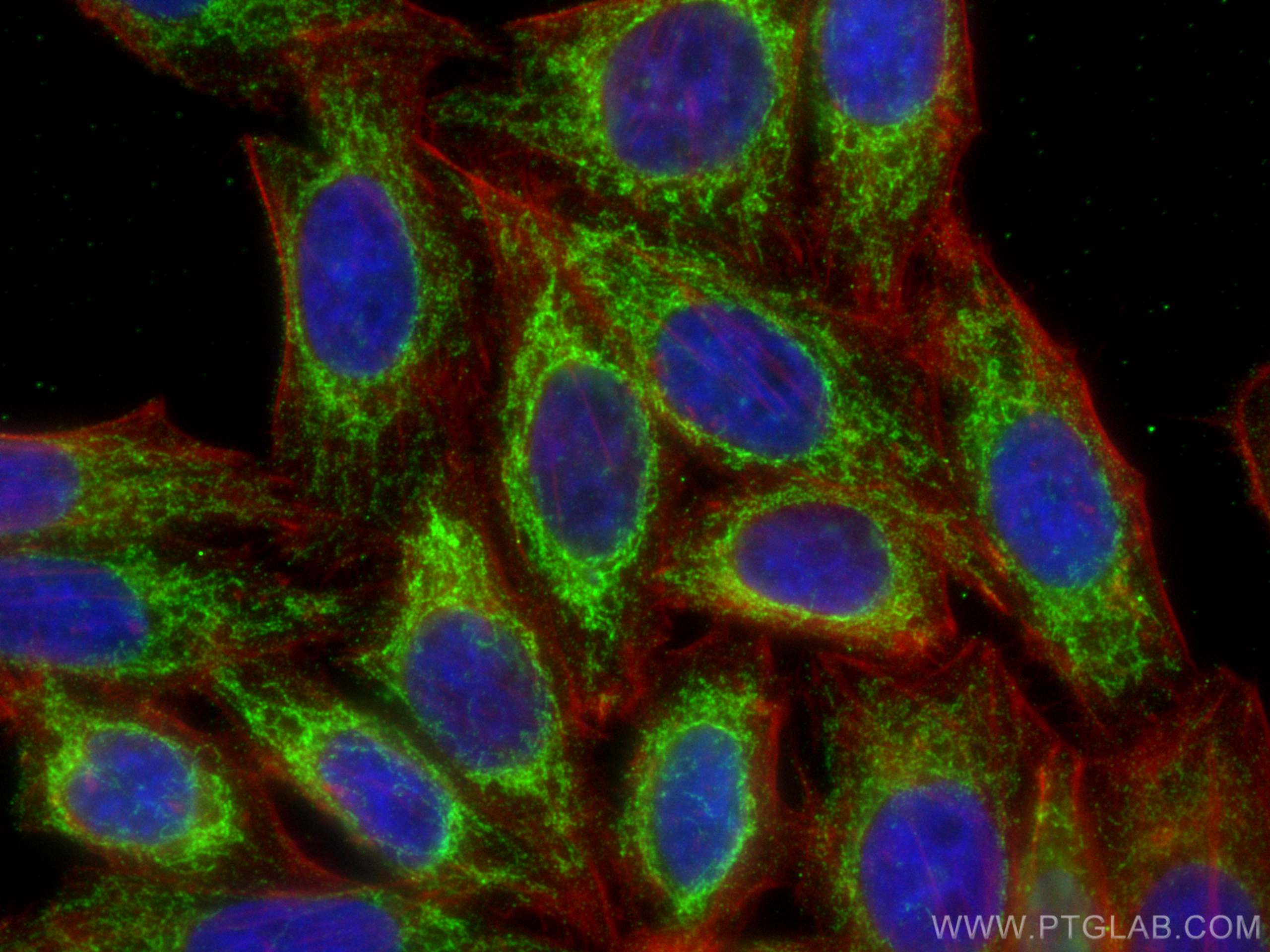 Immunofluorescence (IF) / fluorescent staining of HepG2 cells using ATP5A1 Recombinant antibody (82288-1-RR)