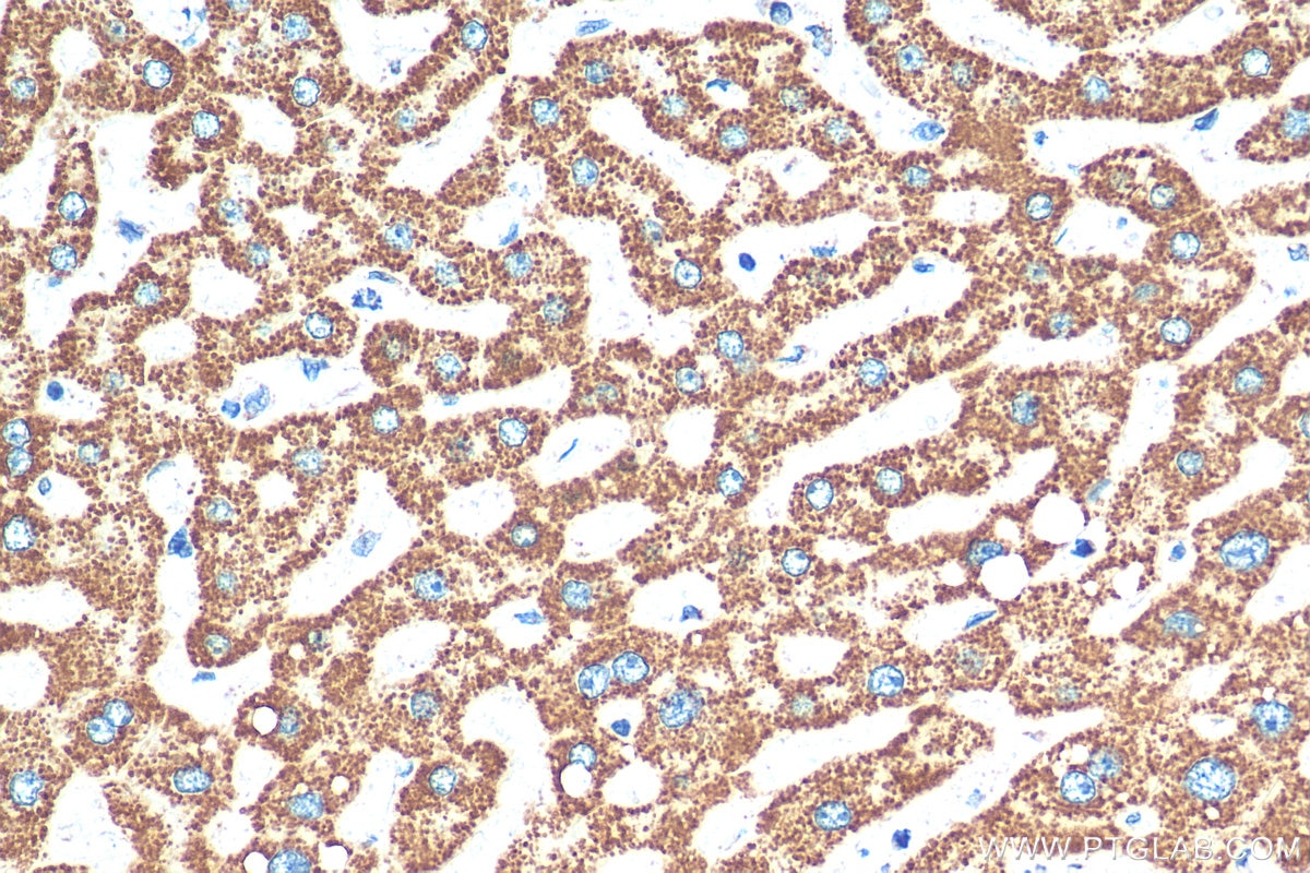 Immunohistochemistry (IHC) staining of human liver tissue using ATP5A1 Recombinant antibody (82288-1-RR)
