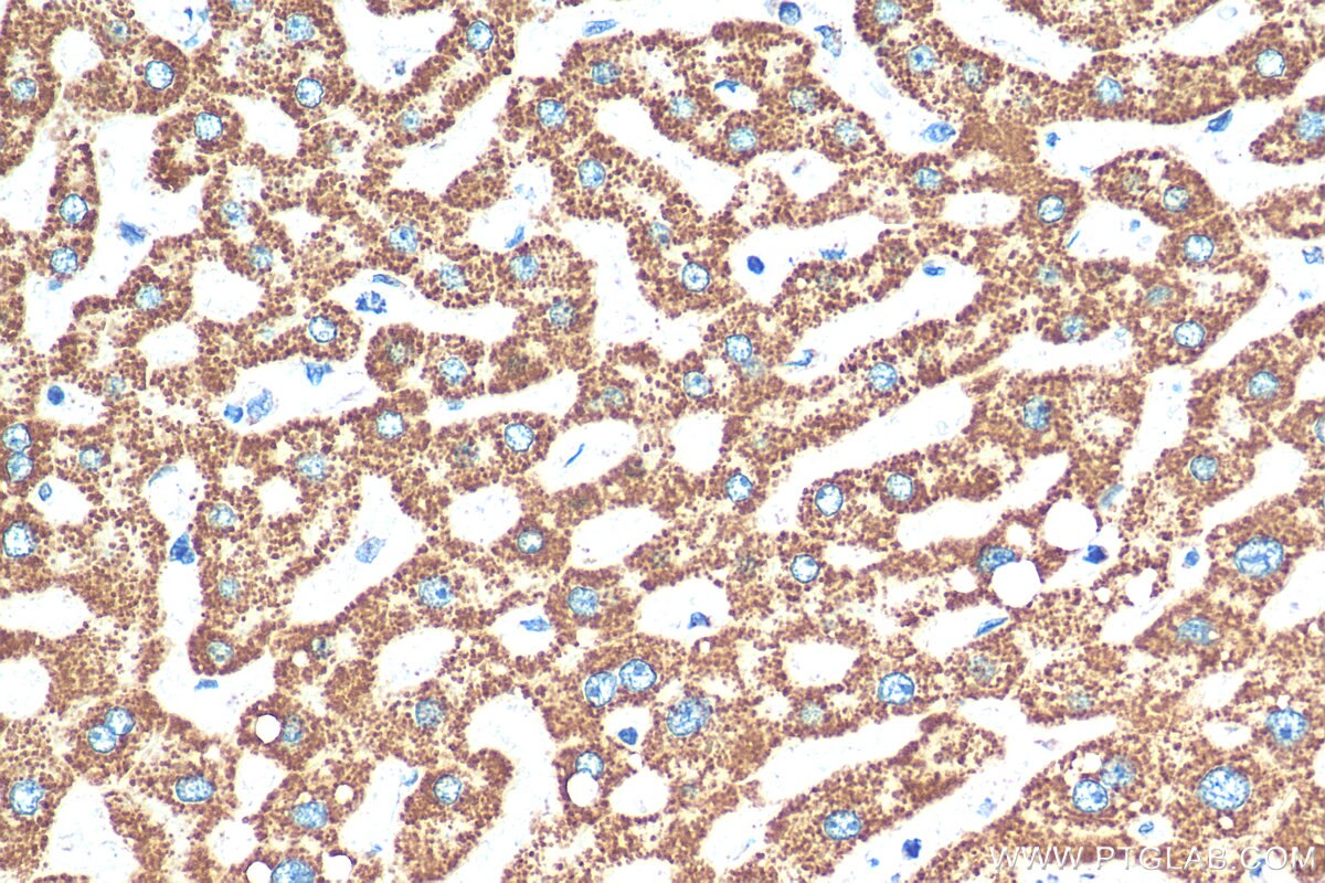 IHC staining of human liver using 82288-1-RR