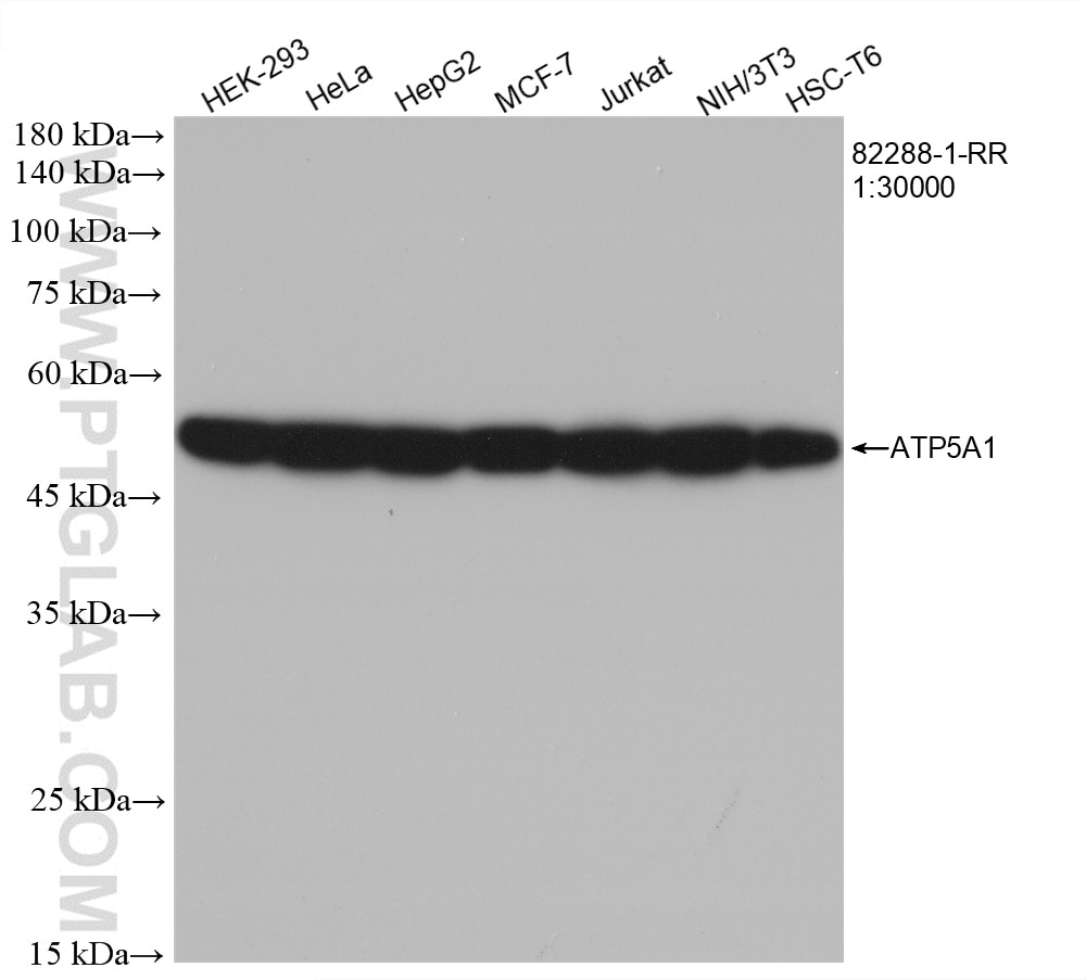Western Blot (WB) analysis of various lysates using ATP5A1 Recombinant antibody (82288-1-RR)