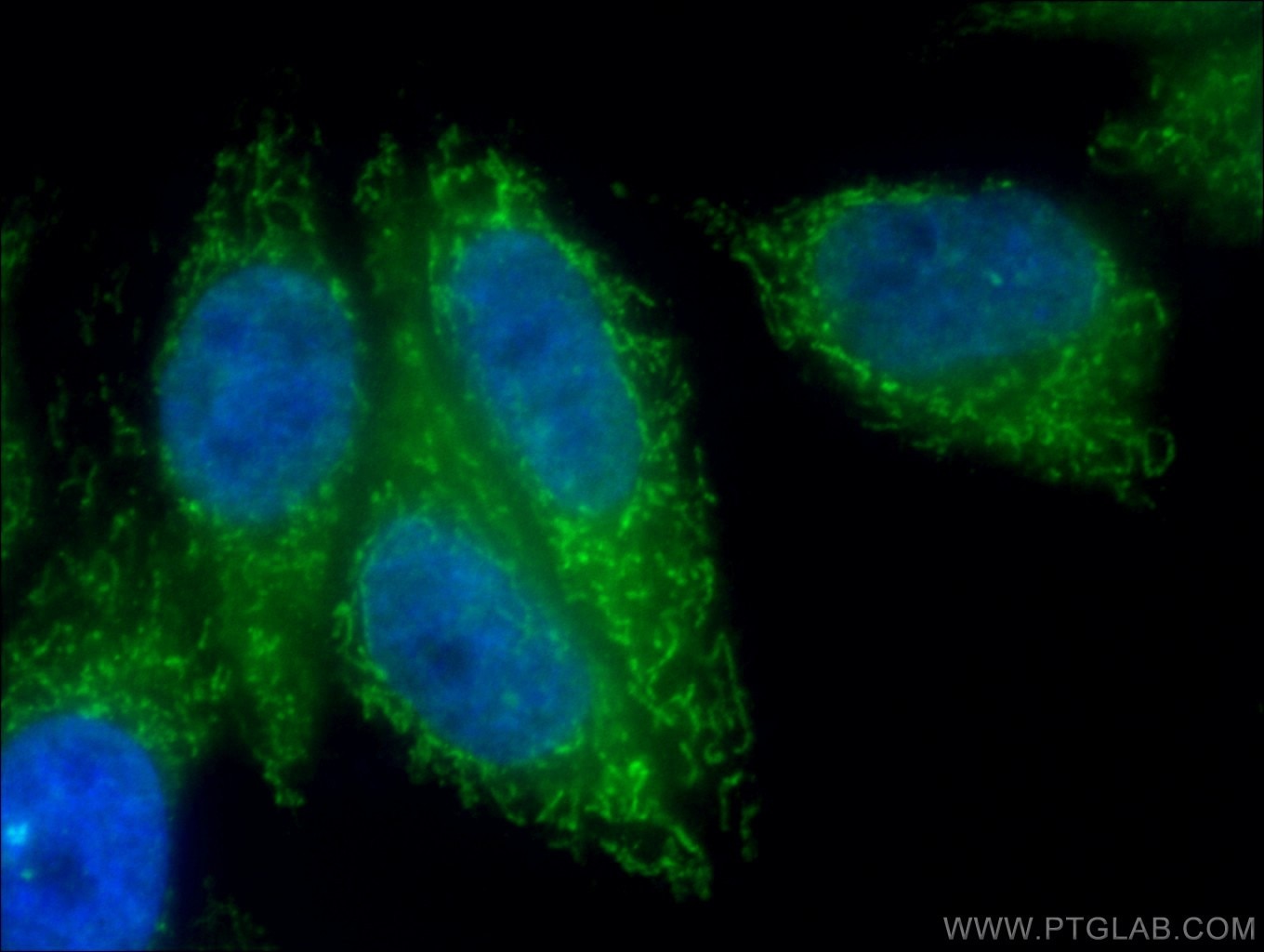 Immunofluorescence (IF) / fluorescent staining of HepG2 cells using CoraLite®488-conjugated ATP5A1 Monoclonal antibody (CL488-66037)
