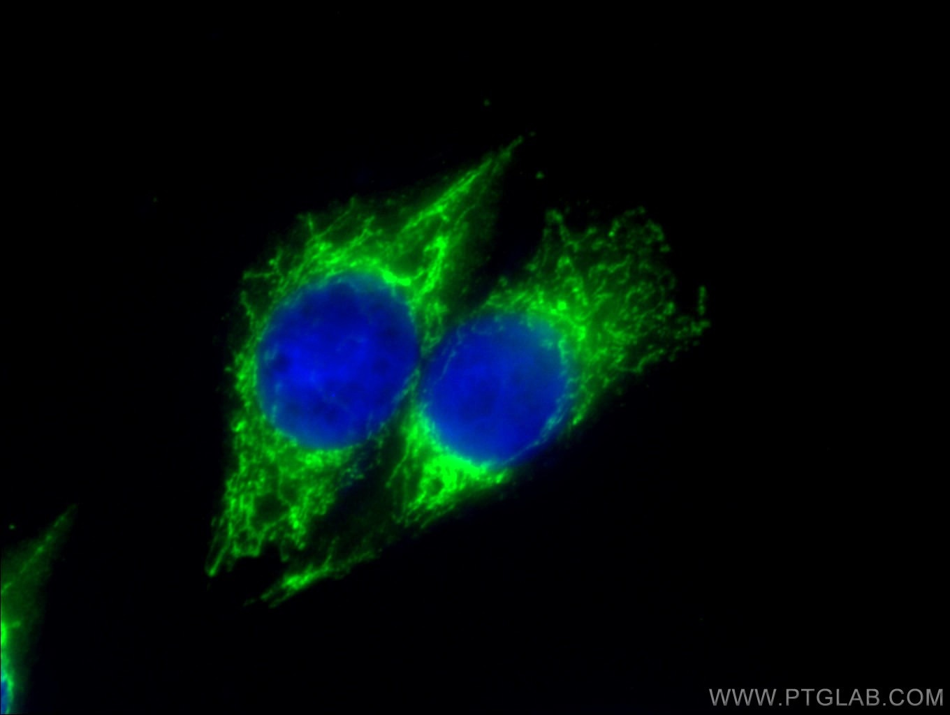 Immunofluorescence (IF) / fluorescent staining of HeLa cells using CoraLite® Plus 488-conjugated ATP5A1 Monoclonal an (CL488-66037)