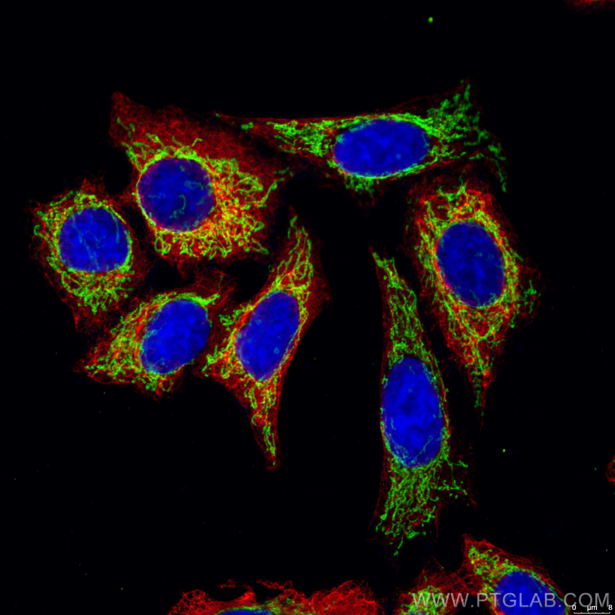 Immunofluorescence (IF) / fluorescent staining of HepG2 cells using CoraLite®488-conjugated ATP5A1 Monoclonal antibody (CL488-66037)