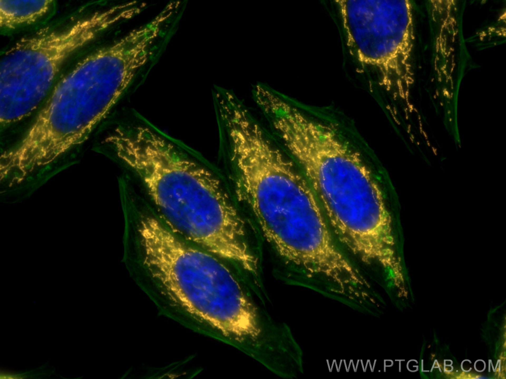 Immunofluorescence (IF) / fluorescent staining of HepG2 cells using CoraLite®555-conjugated ATP5A1 Monoclonal antibody (CL555-66037)