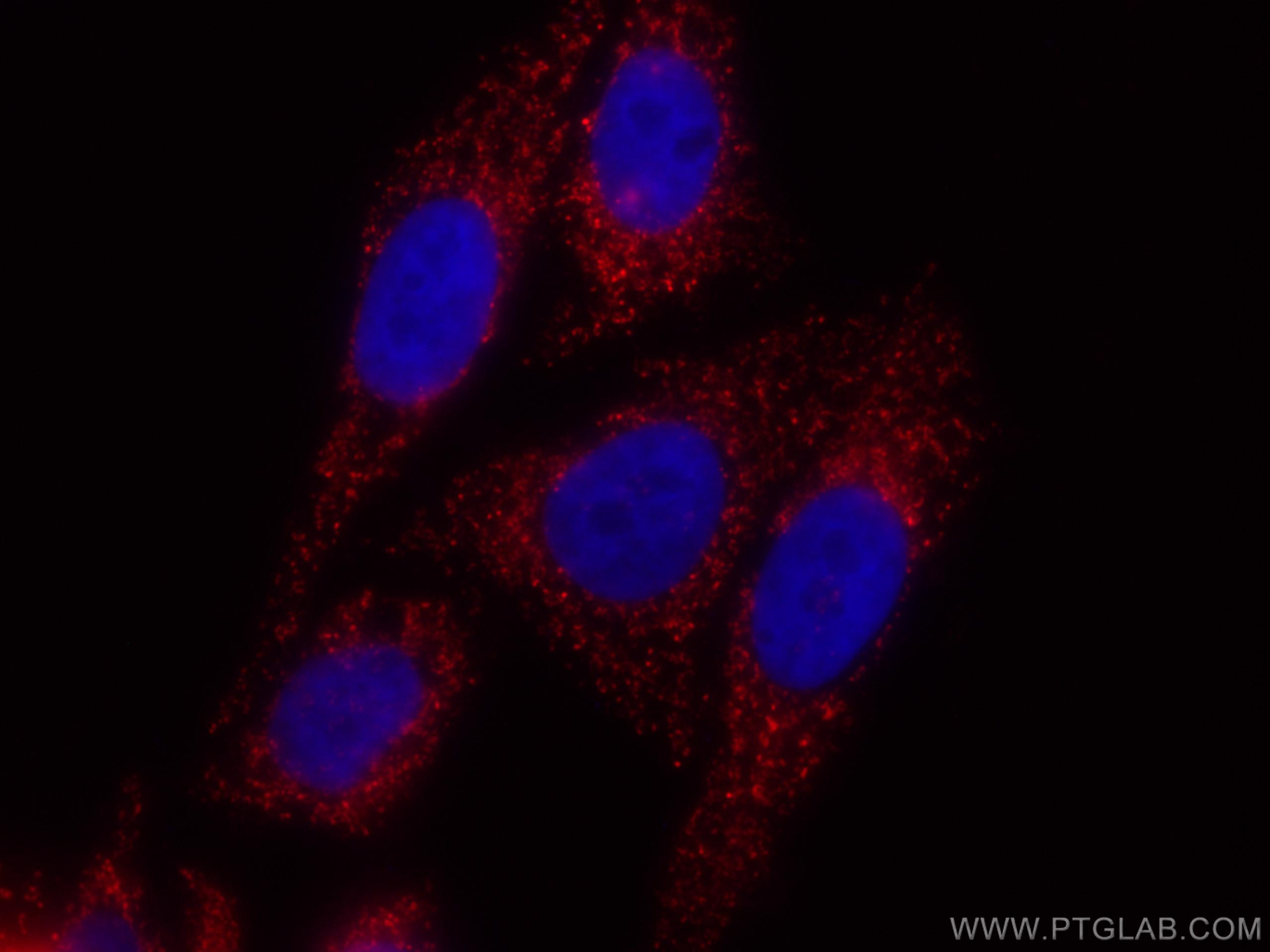 Immunofluorescence (IF) / fluorescent staining of HepG2 cells using CoraLite®594-conjugated ATP5A1 Monoclonal antibody (CL594-66037)