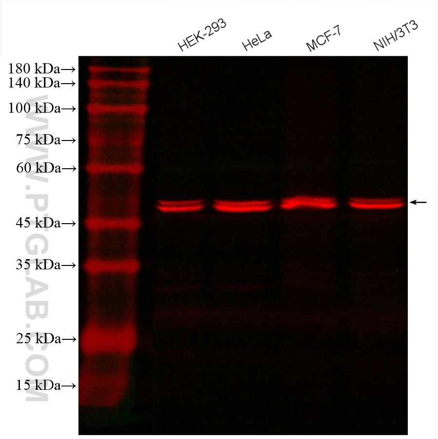 Western Blot (WB) analysis of various lysates using CoraLite®594-conjugated ATP5A1 Monoclonal antibody (CL594-66037)