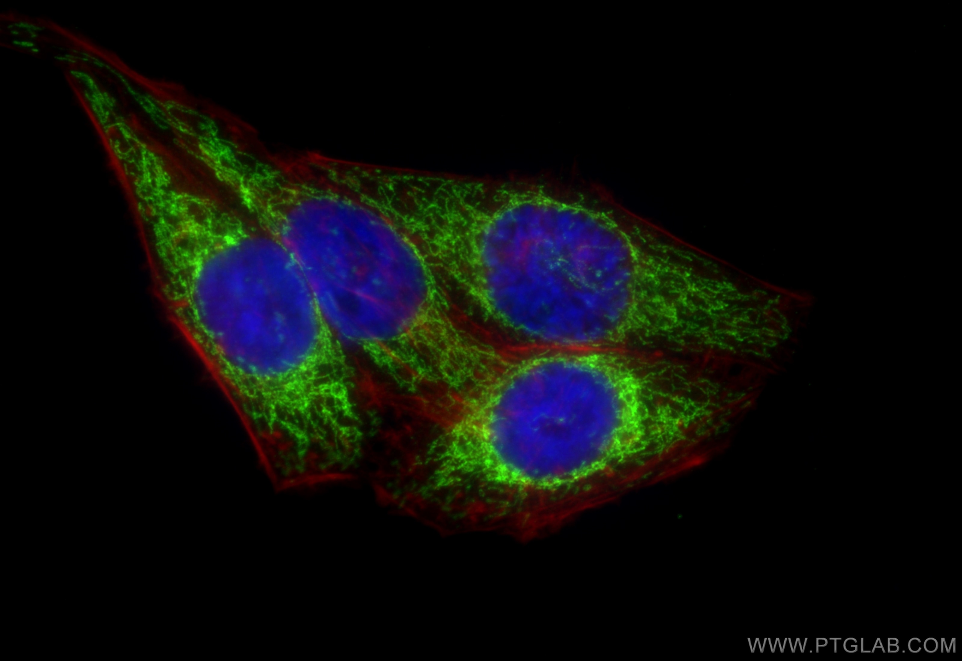 Immunofluorescence (IF) / fluorescent staining of HepG2 cells using Multi-rAb™ ATP5A1 Multi-Recombinant antibody (RMX00023)