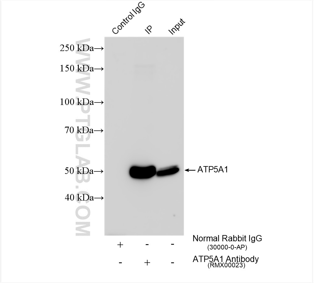 Immunoprecipitation (IP) experiment of HepG2 cells using Multi-rAb™ ATP5A1 Multi-Recombinant antibody (RMX00023)