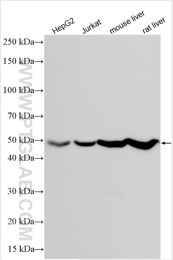 Western Blot (WB) analysis of various lysates using Multi-rAb™ ATP5A1 Multi-Recombinant antibody (RMX00023)