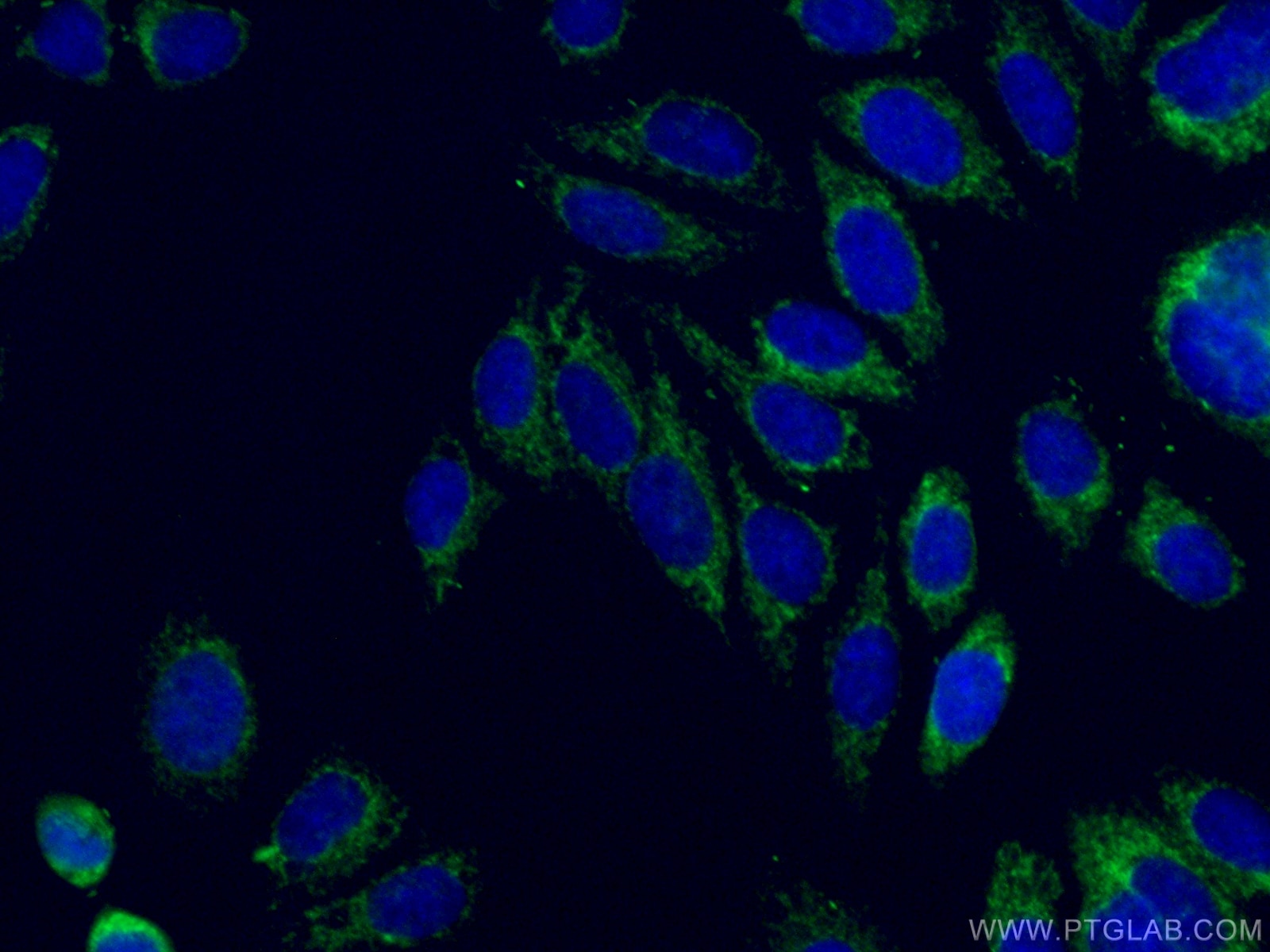 Immunofluorescence (IF) / fluorescent staining of HepG2 cells using ATP5C1 Polyclonal antibody (10910-1-AP)